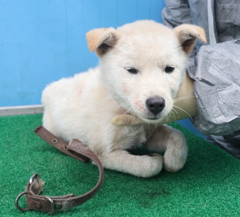 제주 동물보호센터_450650202403680
